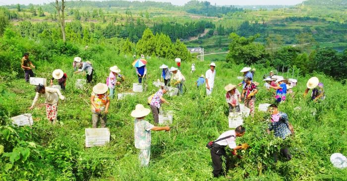 白云村花椒生态园吸纳贫困户务工就业。
