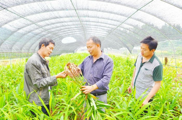 龚先锋（中）向贫困群众传授生姜种植技术。
