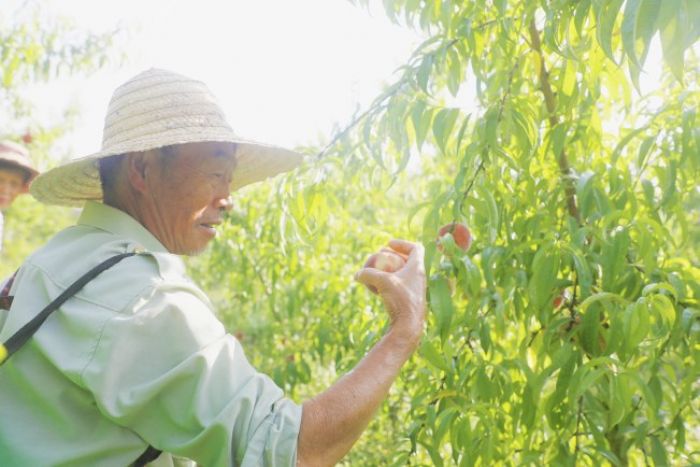 村民在采摘桃子。
