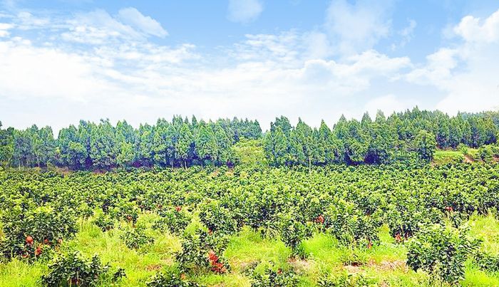 柠檬产业基地。
