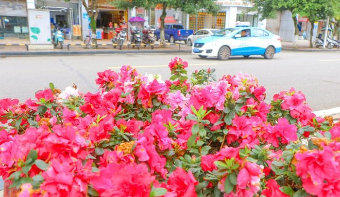鲜花扮靓城市。
