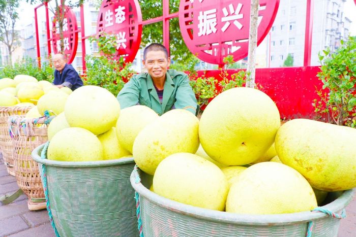 柚子丰收村民乐。
