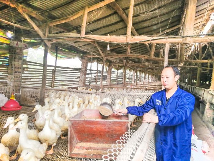 黎红兵在鸭舍喂养鸭子。
