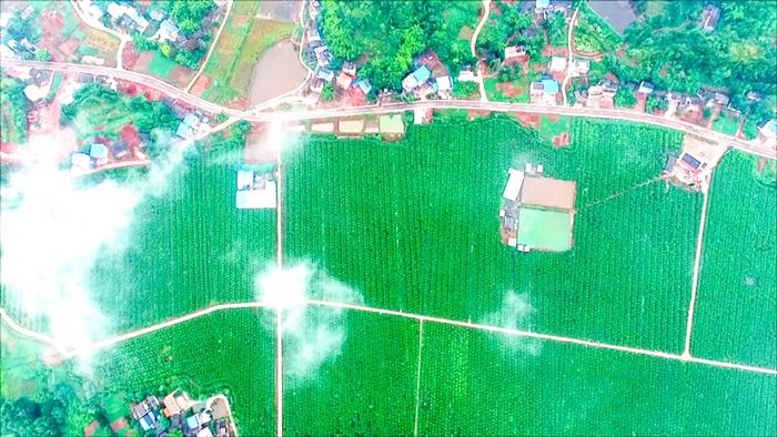 万亩柠檬基地。
