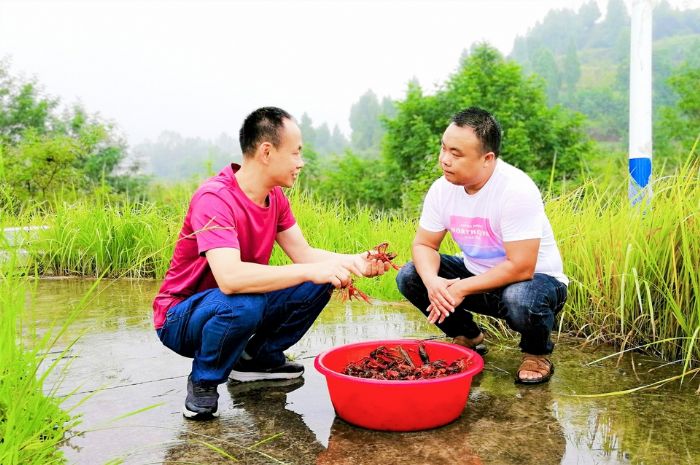 　　农技员在群力镇白兔村小龙虾基地指导养虾。
