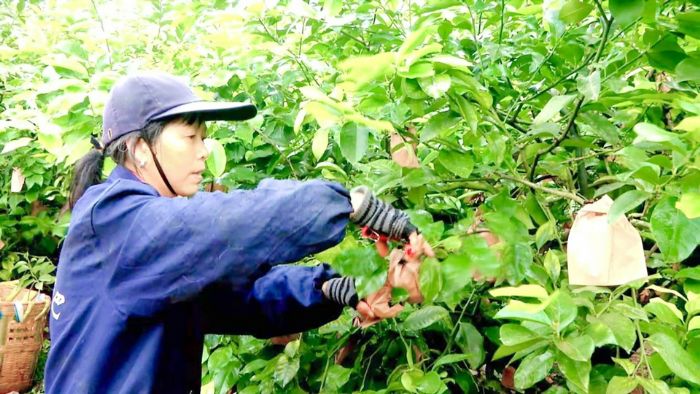 果农采收柠檬。
