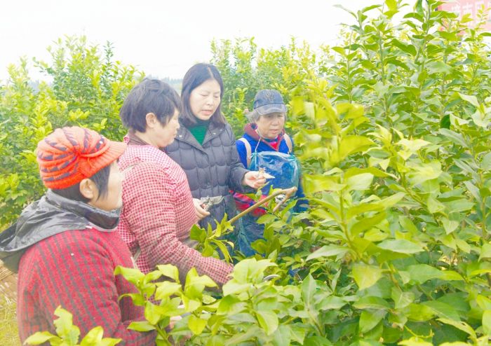 农技专家现场传授柠檬管理经验。
