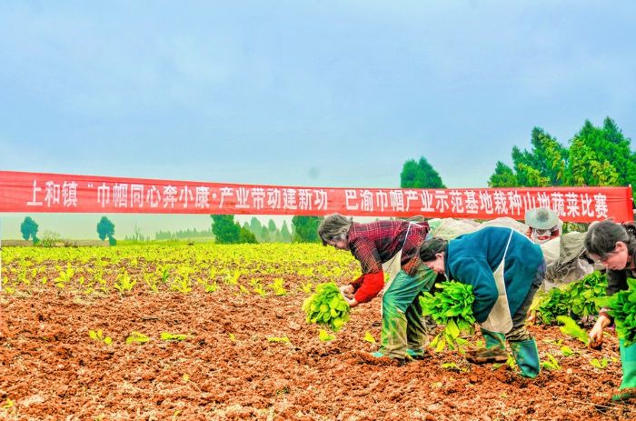 选手正在栽榨菜苗。
