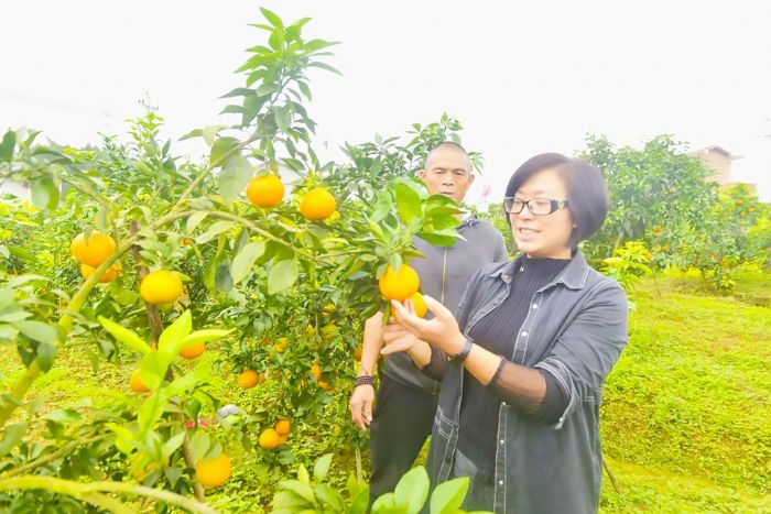 杨晓芳（前）向游客介绍爱媛橙的特点。

