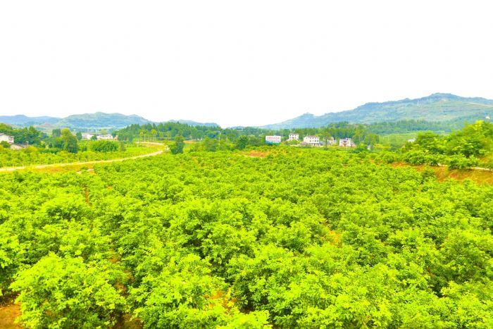 龙多山下，目之所及，全部是标准化种植的柠檬园。
