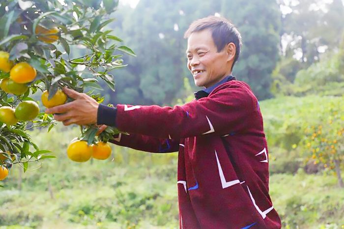 陈朝红采摘芦柑。
