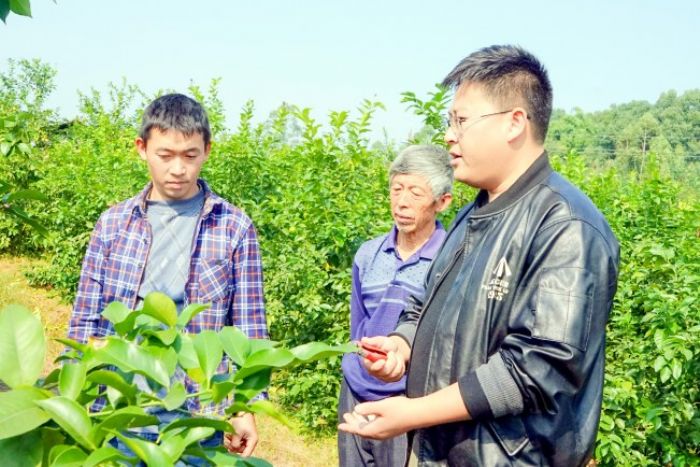 蒋坤（右一）向农户讲解柠檬树剪枝技术。

