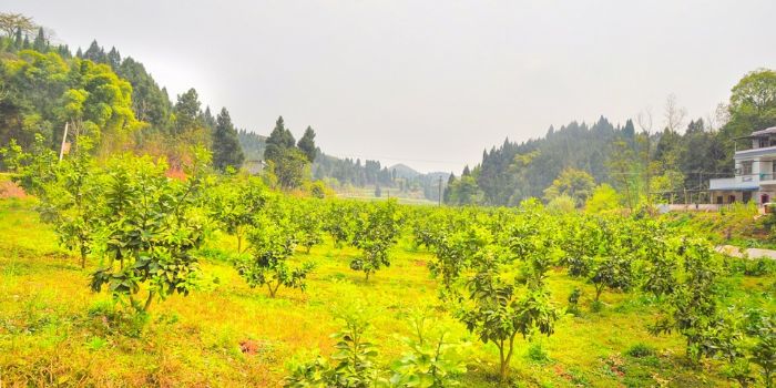 柠檬产业基地。
