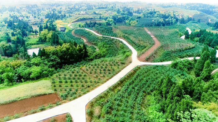 牵牛村花椒基地。

