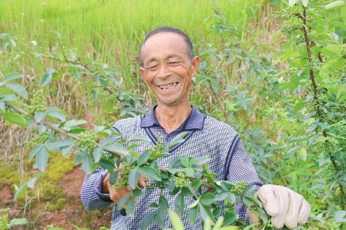 贫困户在花椒基地找到了活干。

