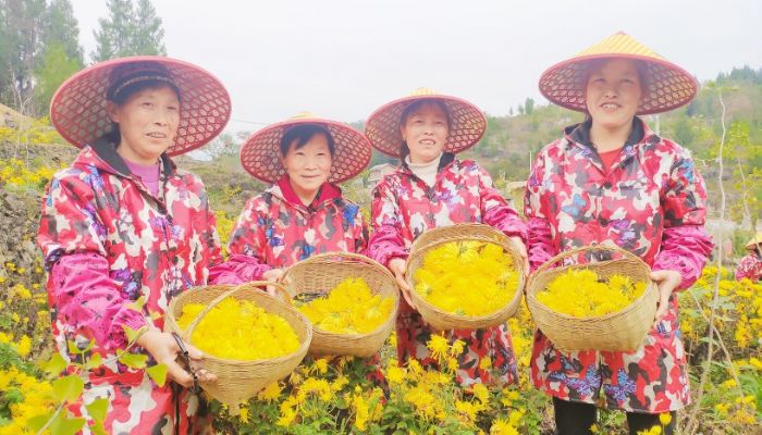 村民采摘菊花。郑三清郑三清摄
