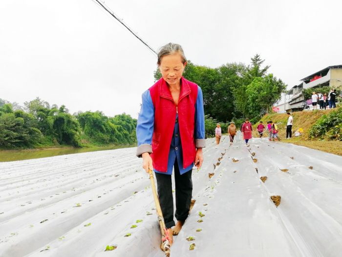 菜农正在翻膜。
