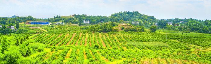 龙形镇柠檬基地。
