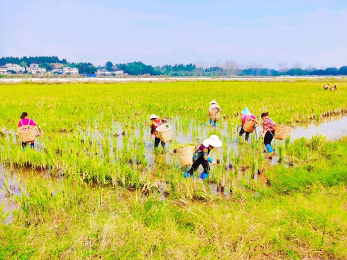 工人们正在收割再生稻。（资料图片）
