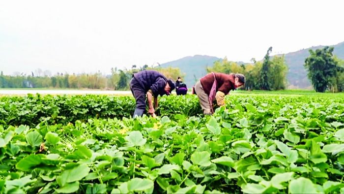 ⑤村民就近在蔬菜基地务工。
