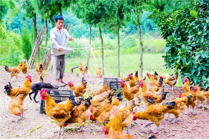 散养土鸡成群结队。
