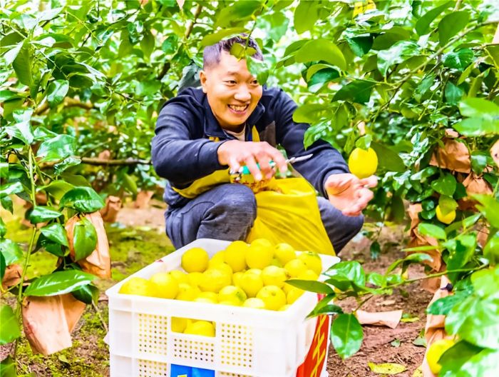 种植户正采摘柠檬。
