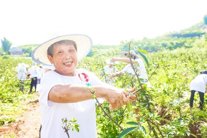 贫困户在花椒基地务工。
