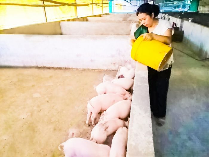 贫困户家里饲养的乳猪。
