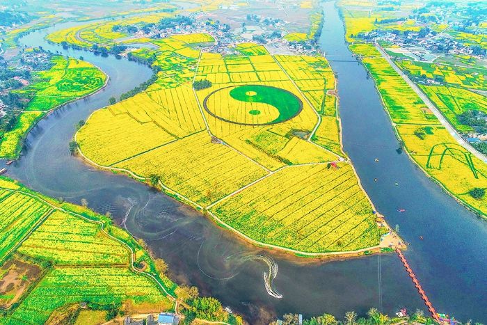 陈抟故里景区油菜花海成为春季市民打卡首选地。
