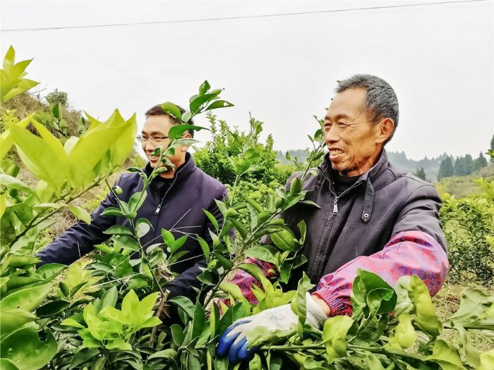 　　农技人员指导贫困户修枝。
