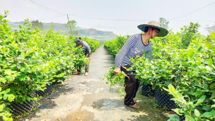 　　贫困户在蓝莓基地务工除草。
