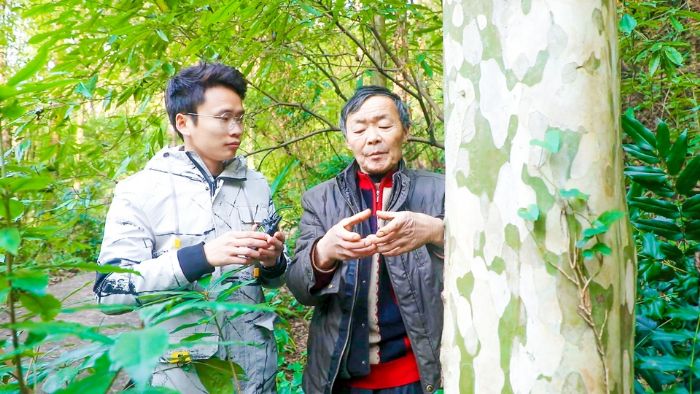 护林人给记者讲解川黔紫薇。
