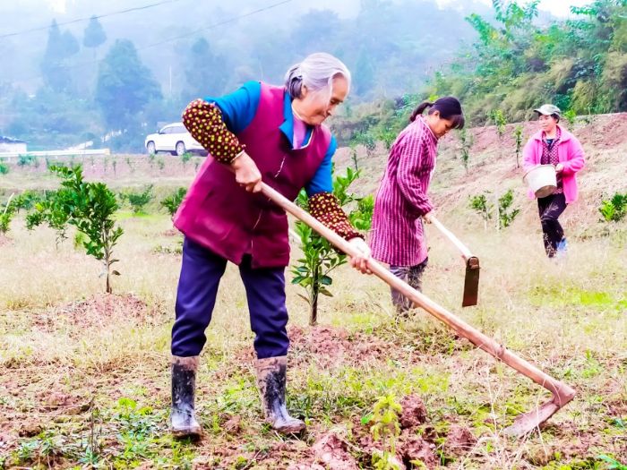 村民就近在产业基地务工。
