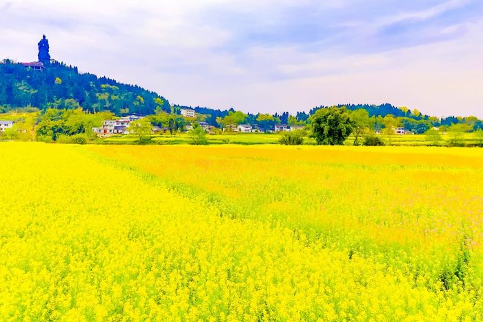 油菜花开。蒋开俊摄
