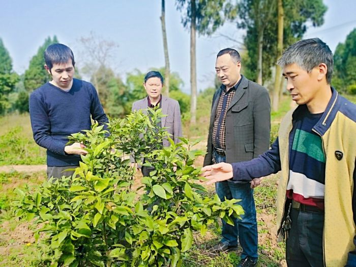 专家指导村民种植果树。
