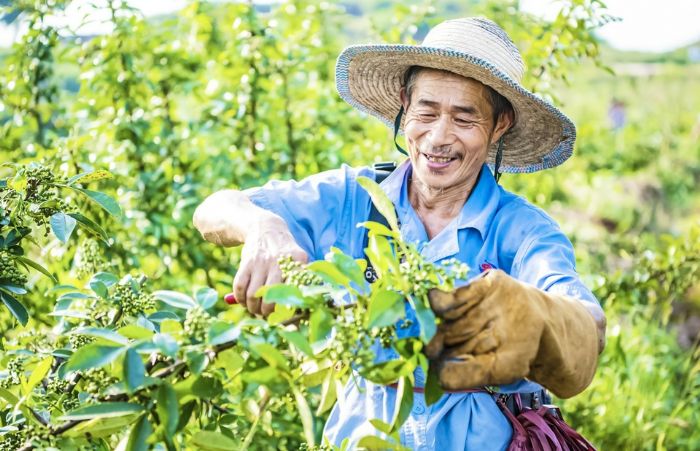 椒农在采收花椒。 通讯员卜寿林摄

