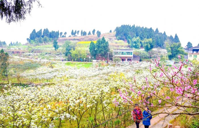 满眼春色美不胜收的梨花景区。
