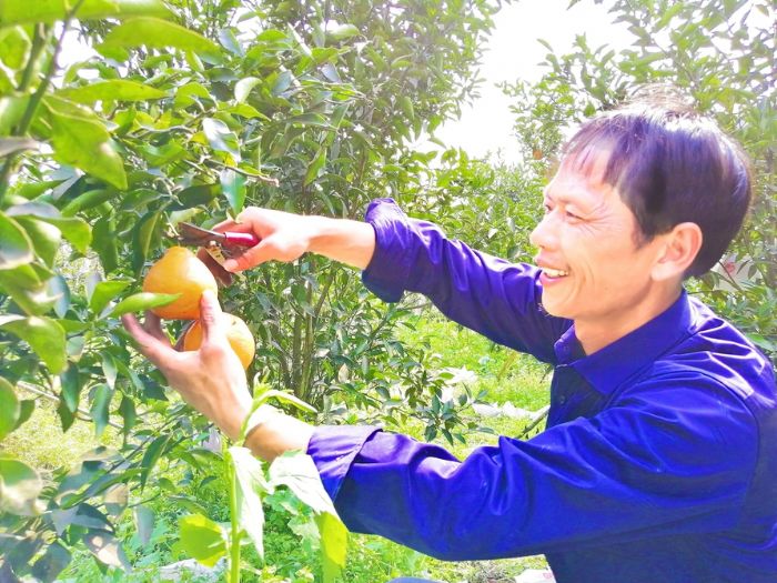 果农在采收大雅柑。
