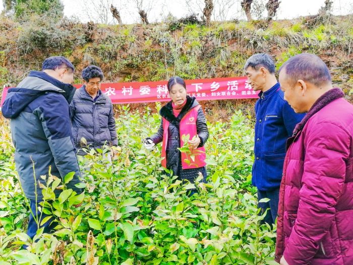 果树专家米凤鸣讲解柠檬修枝技术。
