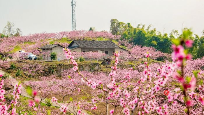 卧佛镇百花村云顶桃花坞。 王华侨摄
