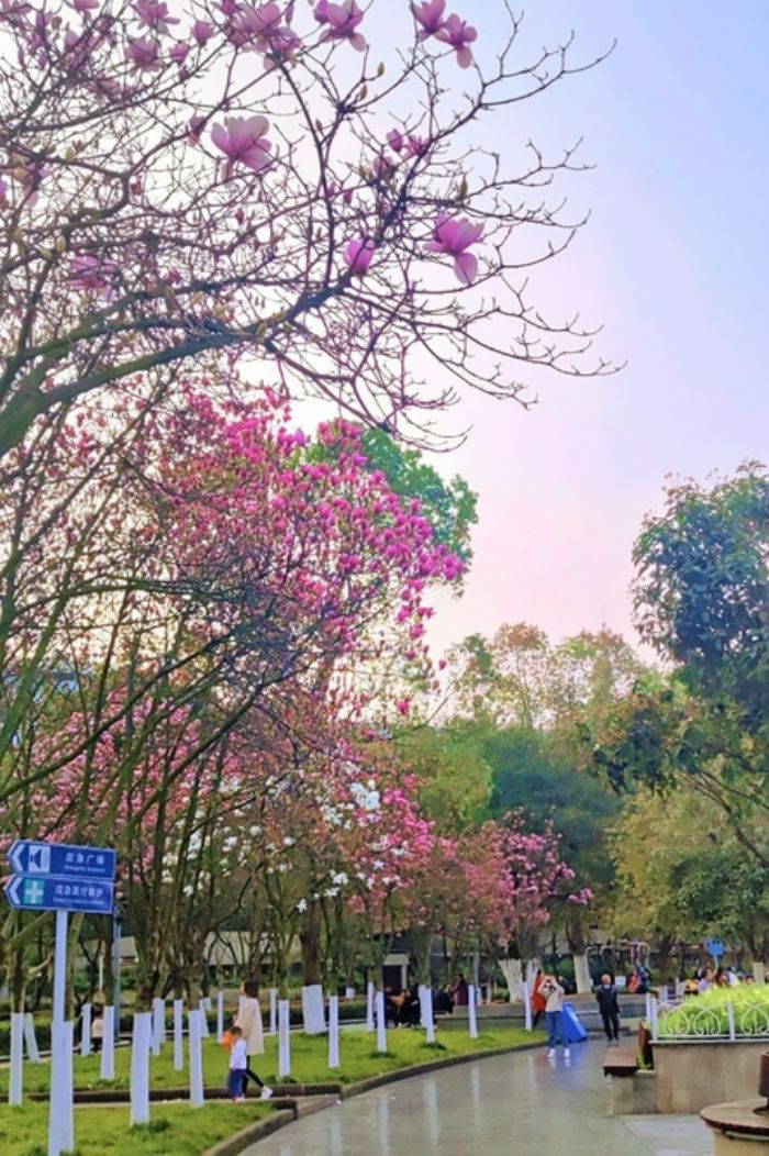 奋进广场玉兰花开正艳。 刘芸摄
