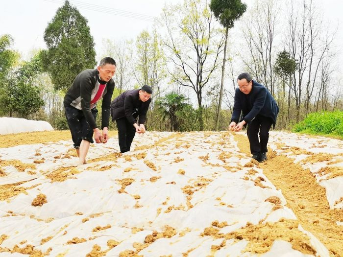 村民在育红苕种。
