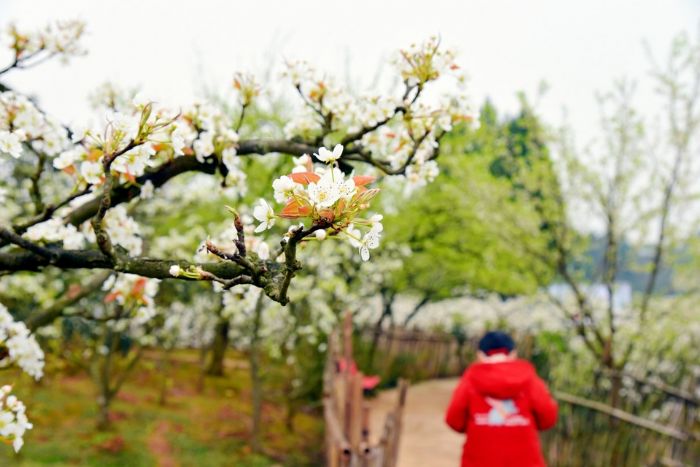 　　花岩梨花竞相开放。　　关羽摄
