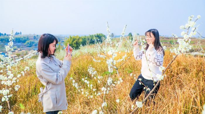 游客和李花合影。
