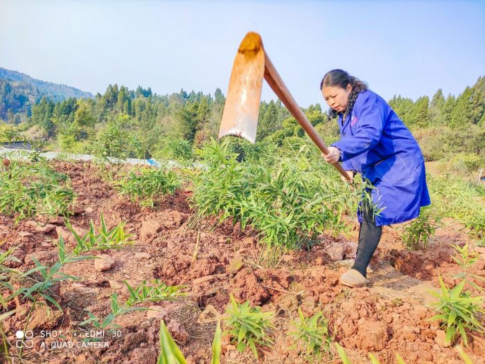 陈家秀在土里劳作。
