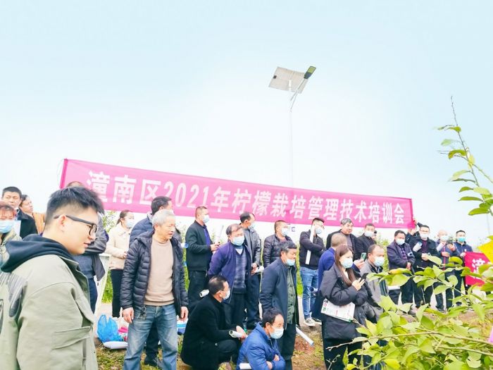 学员们认真观看专家现场修剪示范。
