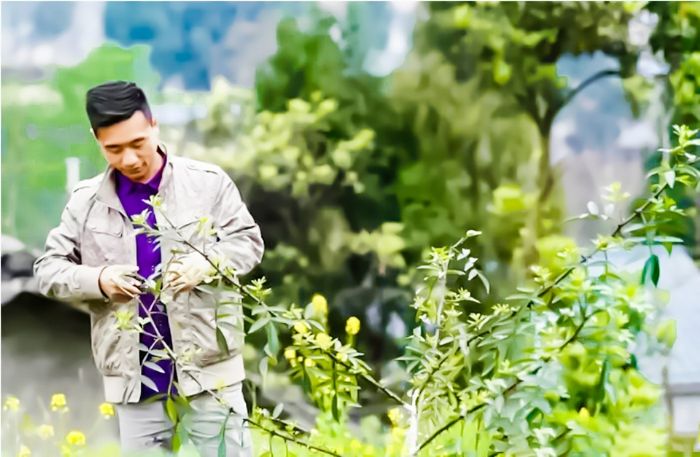 双江镇管店村村民全清杰在花椒种植基地管护花椒。
