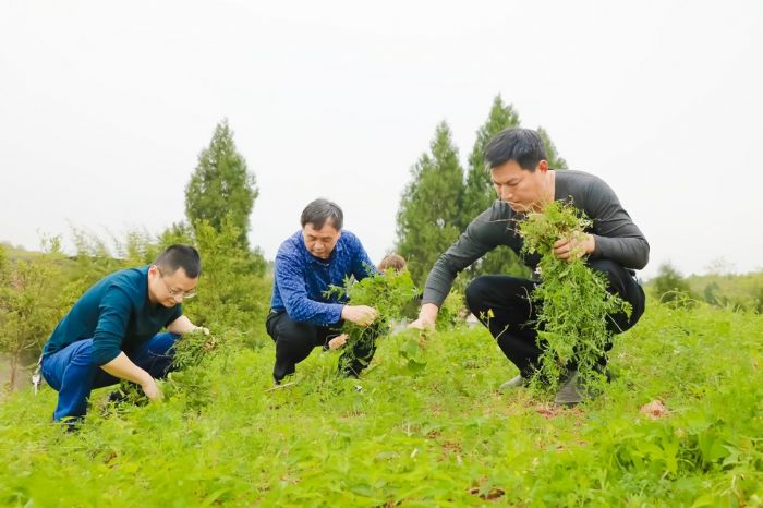 何首乌基地除草正繁忙。
