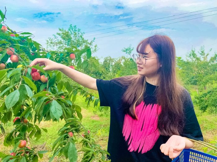 肉脆汁甜李子吸引游客前来采摘。
