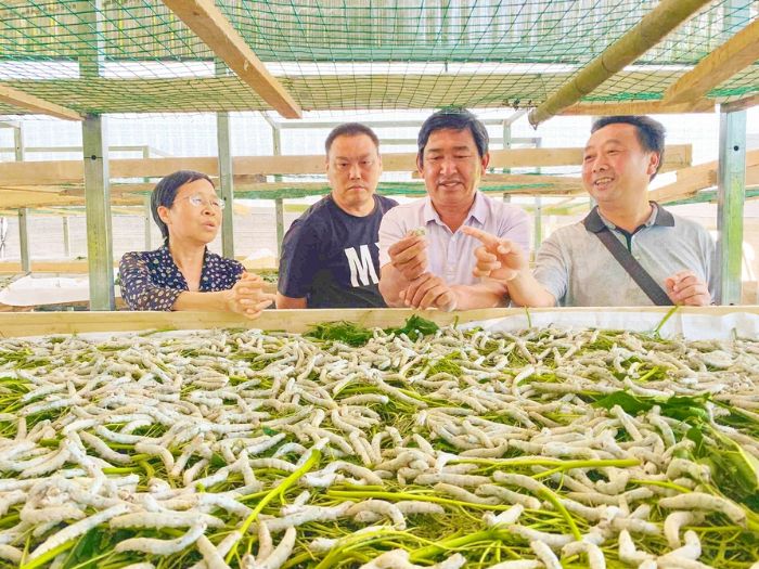 农技专家了解桑蚕生长情况。
